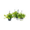 Scindapsus (Epipremnum) marble queen 15x30 cm