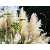 Pampová tráva White Feather - Cortaderia selloana White Feather (kontajner