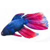 Siamský bojovník (betta splendens) vankúš 53 cm