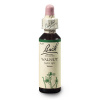 bachova esence č. 33 WALNUT - Vlašský ořech (originální bachovy esence z Anglie - vyráběno od roku 1939 - balení kapky 20 ml ve skle s kapátkem, konzervováno v alkoholu 27 %)