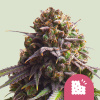 Royal Queen Seeds Feminizované biscotti zo semien kanabisu 1 pcs