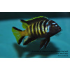 Metriaclima melissa Chitande Island (Chailosi) - 4,5-6cm