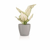 Lechuza geobra Kvetináč Lechuza Classico Color DECO Farba: Béžová/Krémová, Veľkosť: 12 (13 / 12 cm)