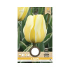 Tulipány 'Jaap Groot' 8 ks