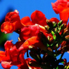 mytí Milin American Campsis radicans FLAMENCO