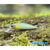Wobler SHIMANO Cardiff Stream Flat 50S - Pearl Ayu