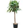 Ficus elastica Robusta stem 35/28 výška 190 cm