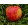 Jabloň Red Boskoop (voľnokorenný stromček)