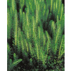 Prustka obyčajná - Hippuris vulgaris B