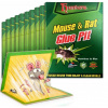 15x PASCA NA MYŠI LEP RATS PASCA NA MYŠI