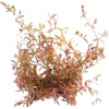 Dennerle Plants Rotala rotundifolia sp.H'Ra - 1 ks