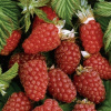 Malinoježka Loganberry 2L