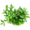 Dennerle Plants Staurogyne repens - 1 ks