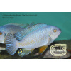 Labeotropheus fuelleborni Maleri Island - 4,5-6cm