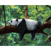 Maľovanie podľa čísel – Panda ležiaca na strome, 80 × 100 cm, bez rámu a bez napnutia plátna 8596530056300