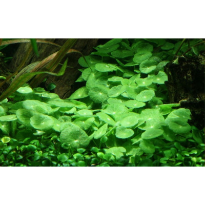 Aqua-art Hydrocotyle verticillata /in Vitro Aqua art/