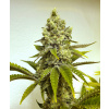 Fire OG - Tatra Seeds Balenie: 10+3ks