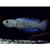 Aquascaperi Hadohlavec Stewartii - Chana Stewartii