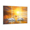 Obrázok na skle 165x110 Swans Heart Water (Obrázok na skle 165x110 Swans Heart Water)