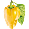 Click and Grow sladká žltá paprika kapsule so semienkami a substrátom 3ks PCW-053
