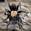 Brachypelma albiceps Samec