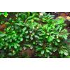 Bucephalandra Bukit Kelam - Tropica Plant