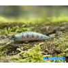 Wobler SHIMANO Cardiff Folletta 50SS - Real Bait