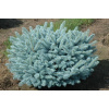 Glauca Globosa Spruce 2L Cena príležitosť (Glauca Globosa Spruce 2L Cena príležitosť)