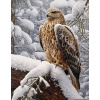 Diamantové maľovanie Norimpex 40x30 cm Orol v zime