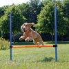 Trixie AGILITY prekážka 3 tyče/129x115x3cm