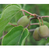 ACTINIDIA ARGUTA GENEWA (MINI KIWI)