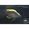 Copadichromis geertsi 'Gome' - 4-5cm
