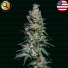 Narcos Seeds - Medellín Mints 5 ks - Semená neobsahujú THC