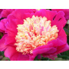 Pivonka čínska Johnny - Paeonia lactiflora Johnny (kontajner C2)