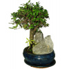 Zelkova 463 - izbové bonsaje