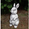 Zajac sediaci 30134