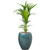 Private Label Kentia (Howea) forsteriana in Laos R18cm V156cm