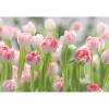 Komar 8-708 Fototapety ružové tulipány 368 cm x 254 cm