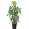 Philodendron 'Florida Beauty' On moss-pole 150 cm 30x140 cm