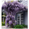 Glicínia čínska Wisteria Sinensis visiace závesy semená 1 kus