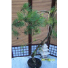 Borovica bonsai dune terasa iná (Borovica bonsai dune terasa iná)