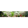 Back to Nature pozadie do akvaria Malawi 150 x 50 WHITE