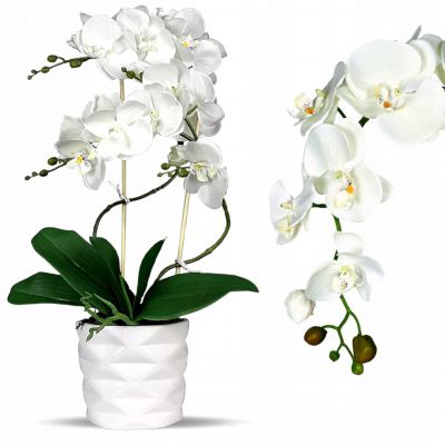 orchidea v crepniku – Heureka.sk