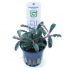 Bucephalandra Kedagang - Tropica Plant