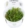 Tropica Bacopa caroliniana CUP - 1 ks