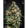 Green House Seed Jack Herer Balenie: 5