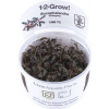 Tropica Bucephalandra 'Kedagang' CUP - 1 ks