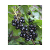 Ríbezľa čiena BIO Hof:Obst Ribes nigrum 'Ben Sarek' výška 30-40 cm kvetináč 15 cm