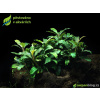 SURPAN Bucephalandra Green Velvet - SURPANshop.cz