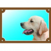 Dafiko Tabuľka Zlatý retriever
